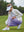 Woman adjusting ankle zip on Women's Ultra-stretch Quick Dry Sweatpants with Ankle Zips in lavender on golf course